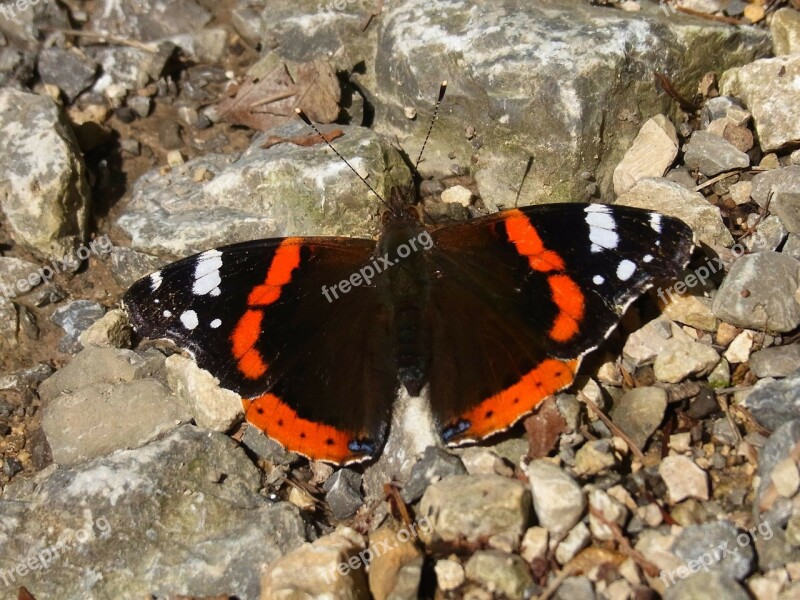 Admiral Vanessa Atalanta Butterfly Insect Animal