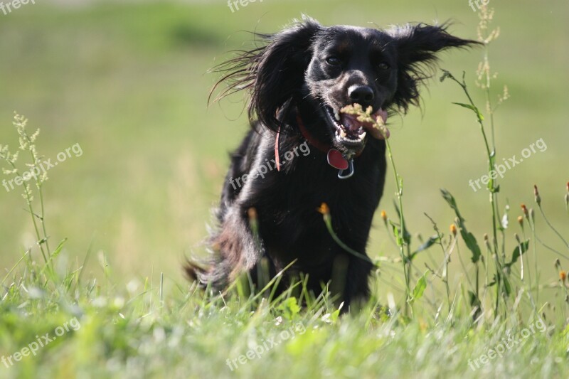 Animal Dog Meadow Jogging Grass