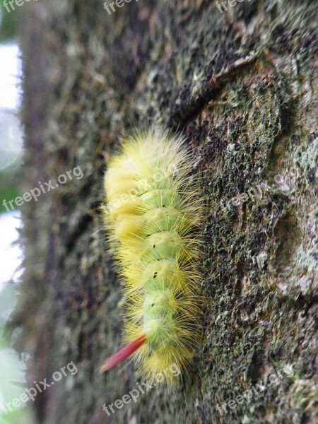 Caterpillar Book Streckfußes Calliteara Pudibunda Insect Forest