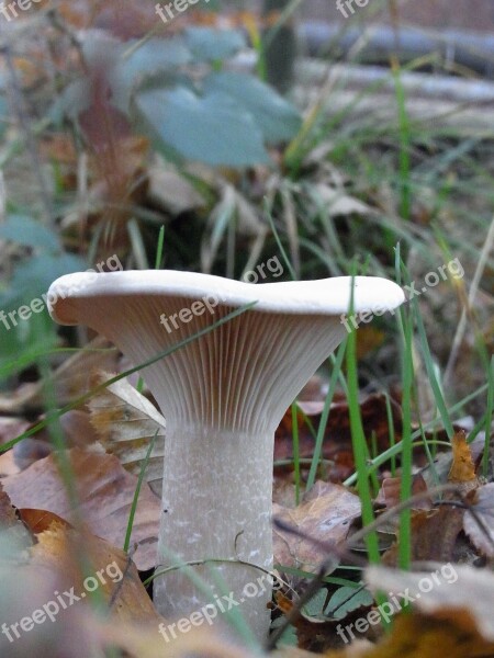 Mushroom Plant Forest Nature Free Photos