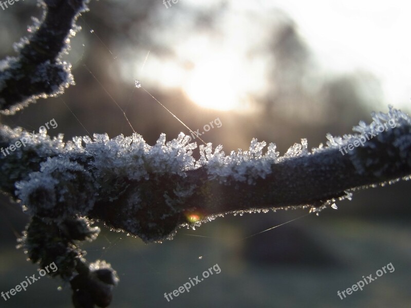 Ice Crystals Winter Branch Tree