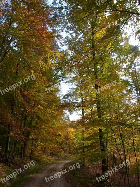 Autumn Forest Trees Nature Leaves