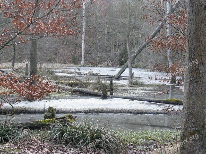 Winter Nature Pond Swamp Snow