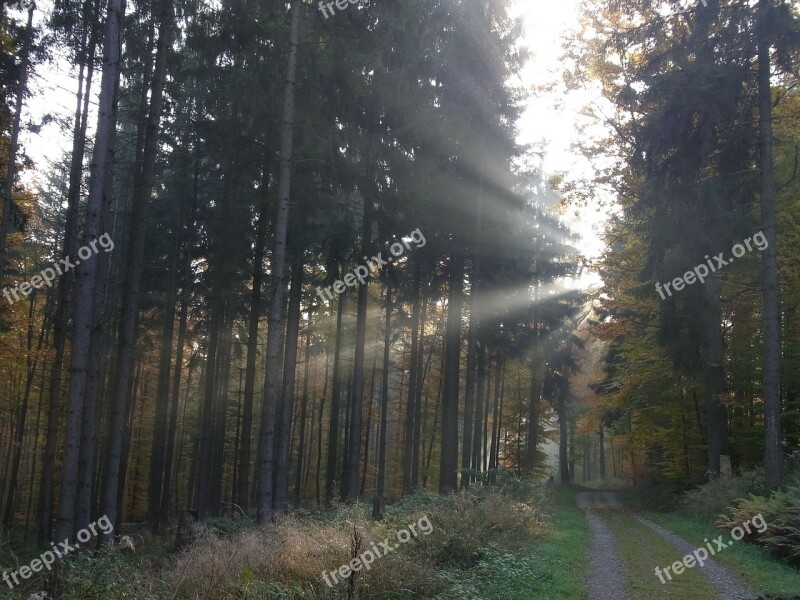 Forest Sun Sunbeam Morning Nature