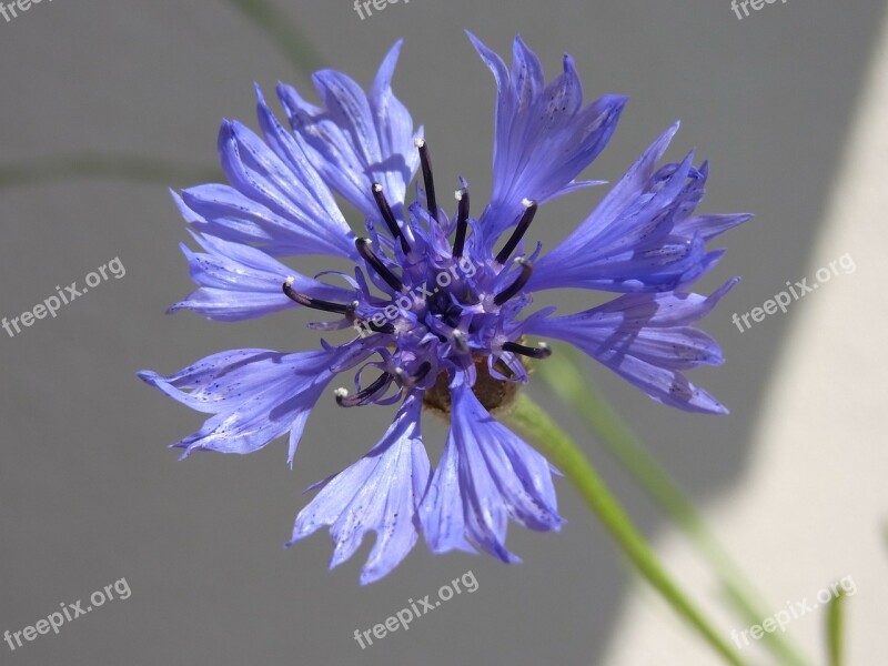 Knapweed Centaurea Blossom Bloom Plant