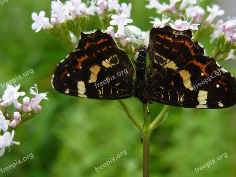 Dorsata Butterfly Prey Insect Arachne