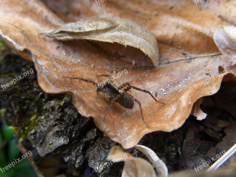 Spider Wolfspinne Animal Nature Forest