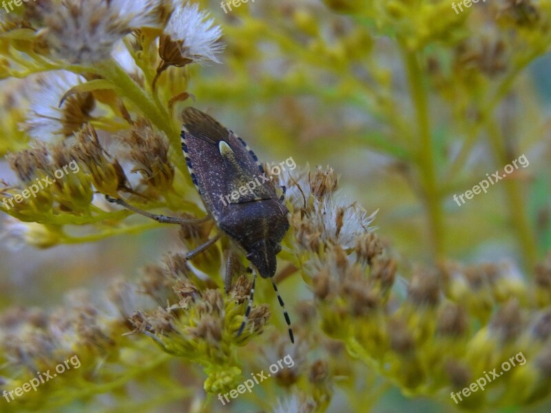 Insect Bug Animal Nature Forest