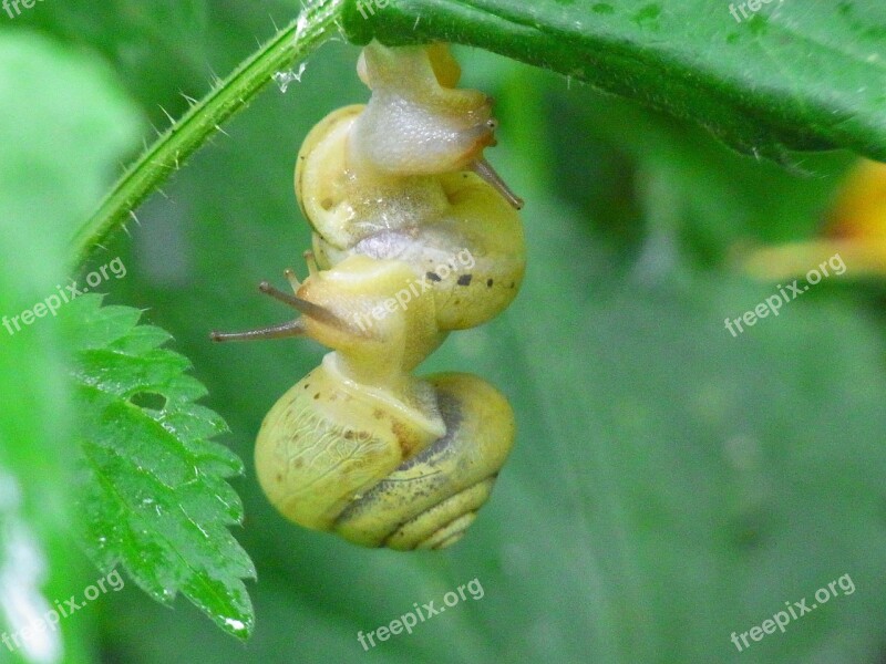 Snails Animal Molluscs Nature Forest