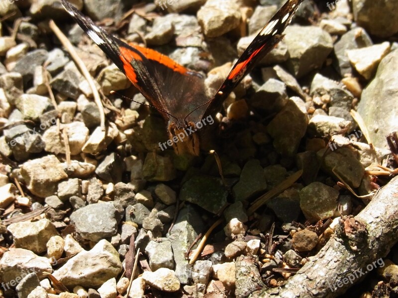 Insect Butterfly Animal Nature Free Photos