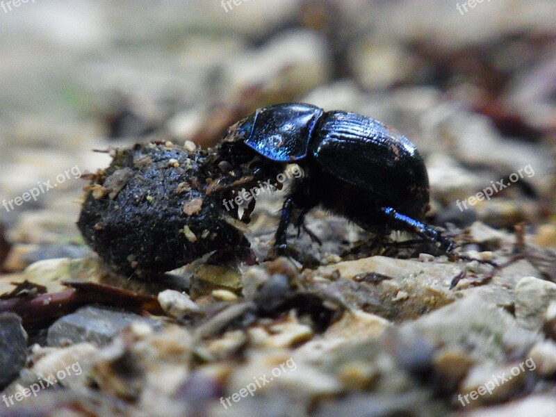 Dung Beetle Insect Dung Forest Nature