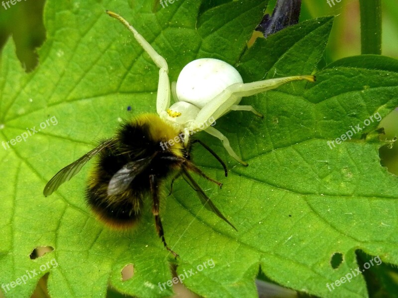 Dorsata Hummel Hunting Victims Spider