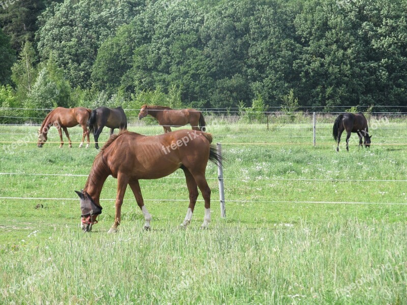 Horse Ride Animal Stallion Mare