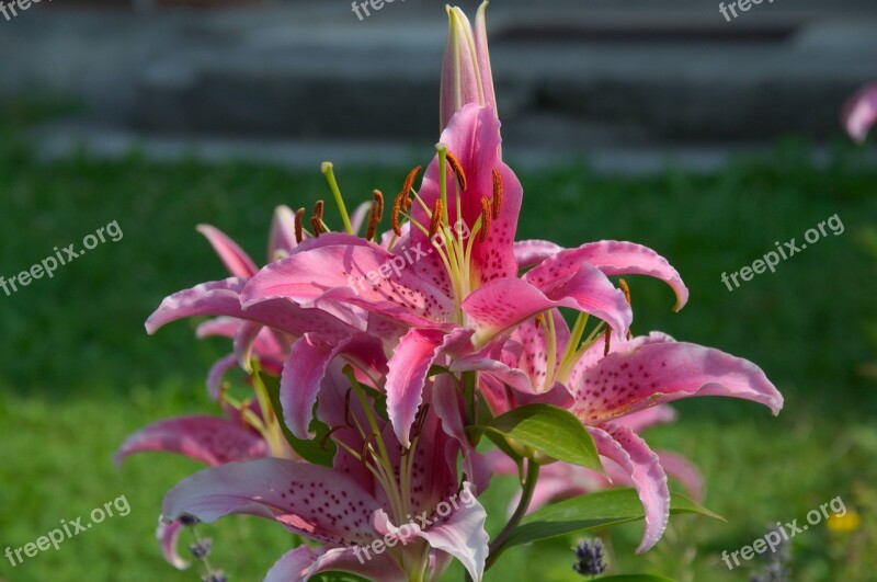 Lily Flower Garden Blossoms Red