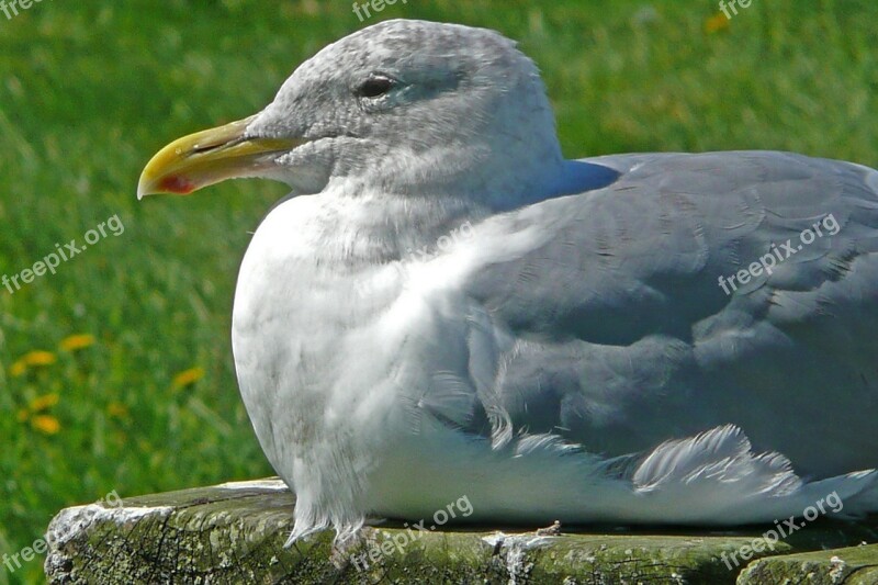 Seagull Sitting Bird Waterbird Animal