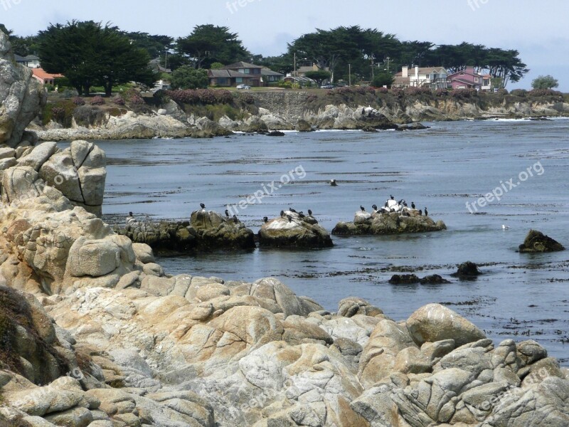 Shoreline California Usa Rocks Cormorants