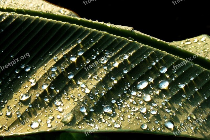 Banana Tree Garden Leaf Free Photos