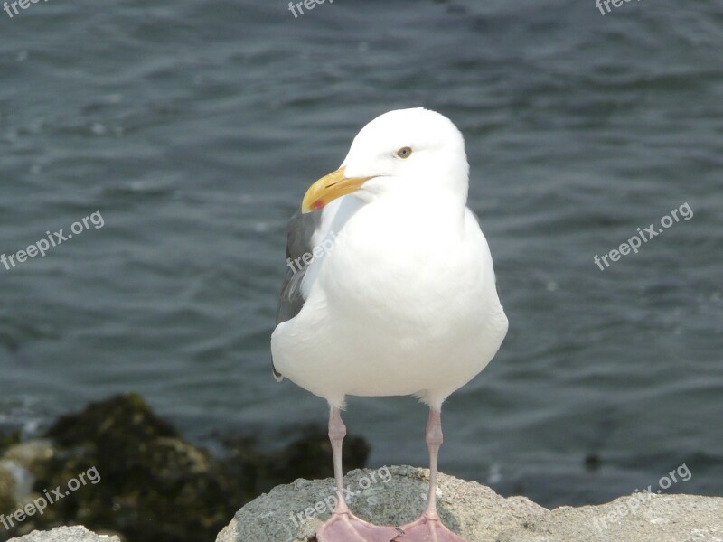 Seagull White Animal Bird Waterbird