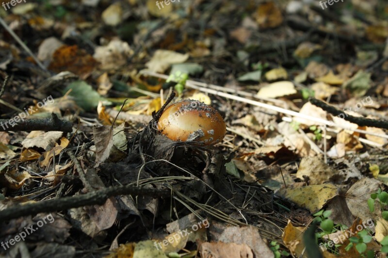 Mushroom Mushrooms Forest Amanita Toxic