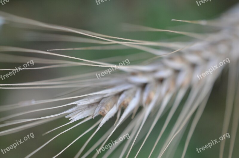 Cereals Agriculture Field Nutrition Spike