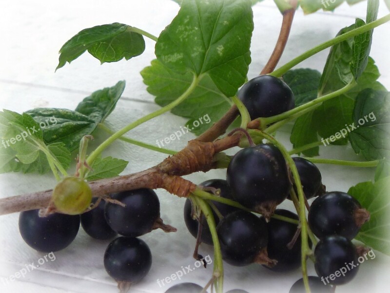 Blackcurrant Berry Currant Free Photos