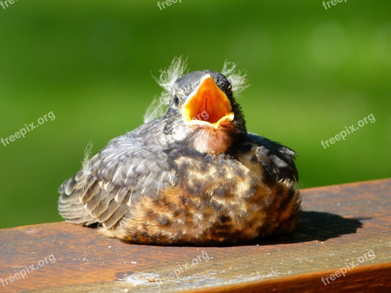 Red Robin Bird Animal Feathered Nature