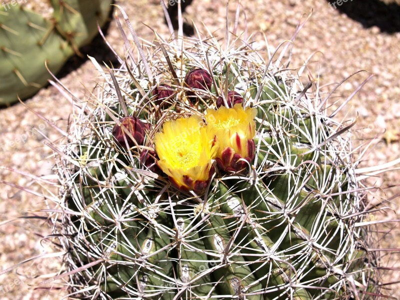 Cactus Blossom Desert Arizona Usa