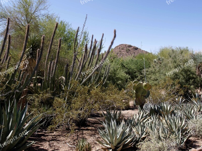 Cactus Desert Landscape Arizona Usa