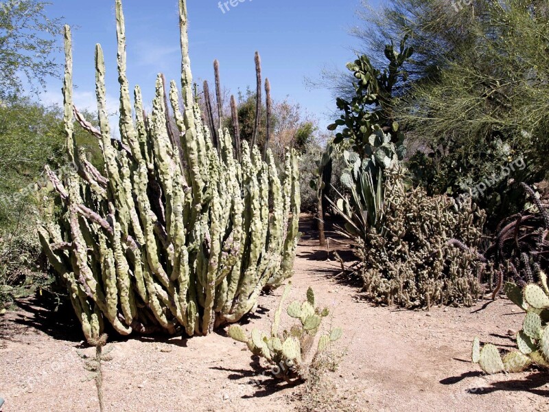 Cactus Desert Plant Hot Dry