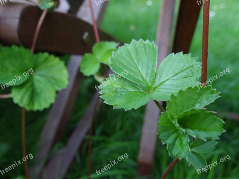 Strawberries Strawberry Plant Branch Free Photos