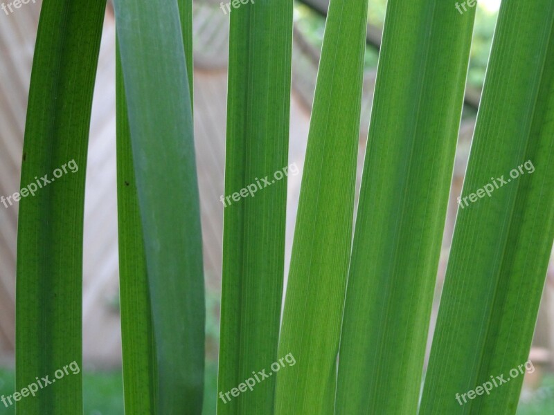 Reed Lily Water Aquatic Plant Green