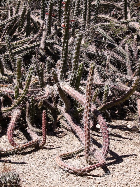 Cactus Desert Arizona Usa Dry