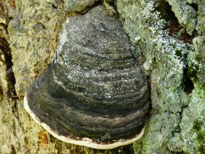 Fungus Mushroom Fungi Tree Xylobionten