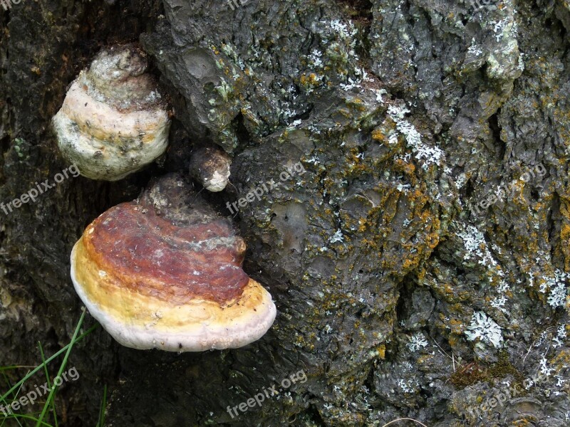 Fungus Mushroom Fungi Tree Xylobionten