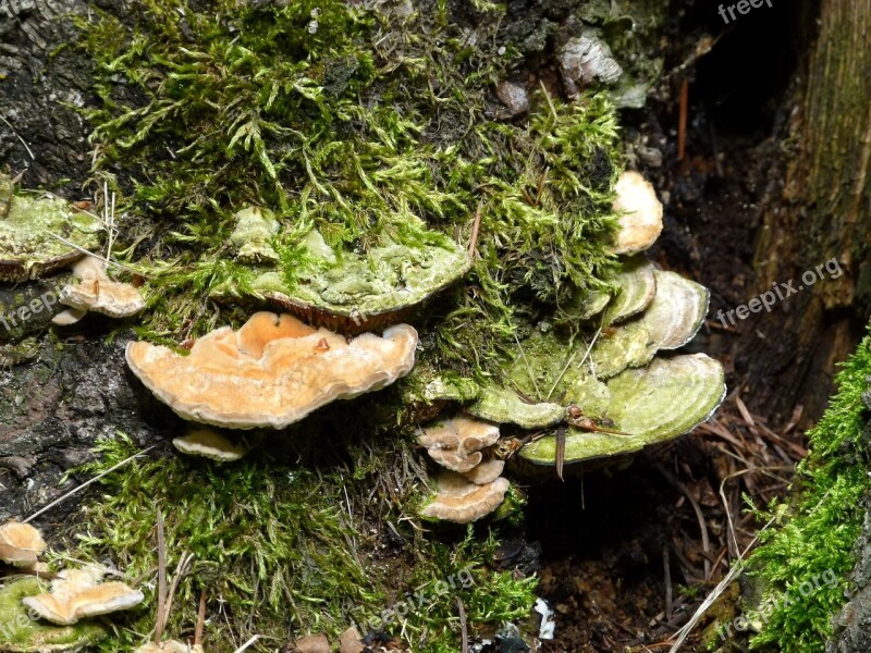 Fungus Mushroom Fungi Tree Xylobionten