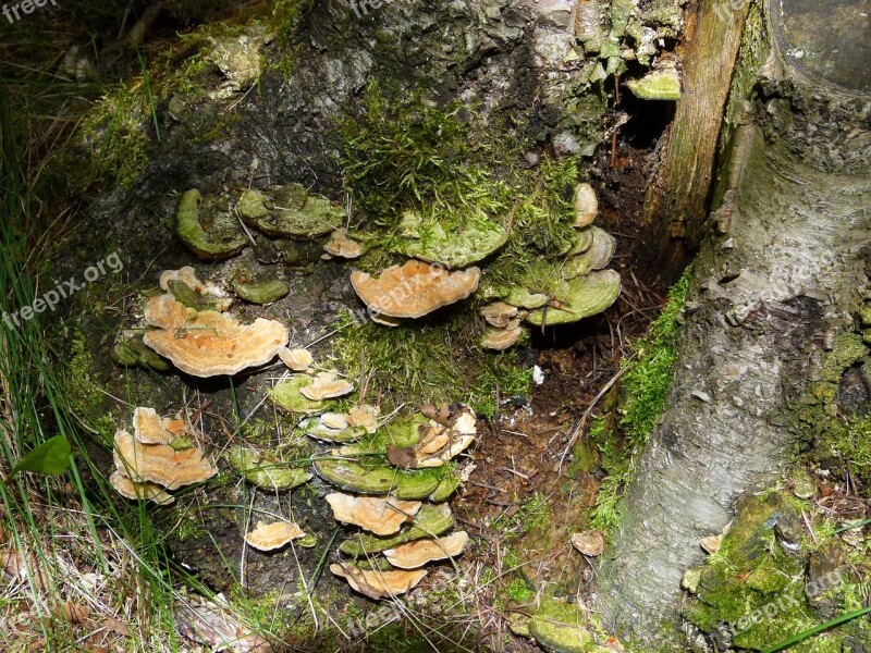 Fungus Mushroom Fungi Tree Xilobionten