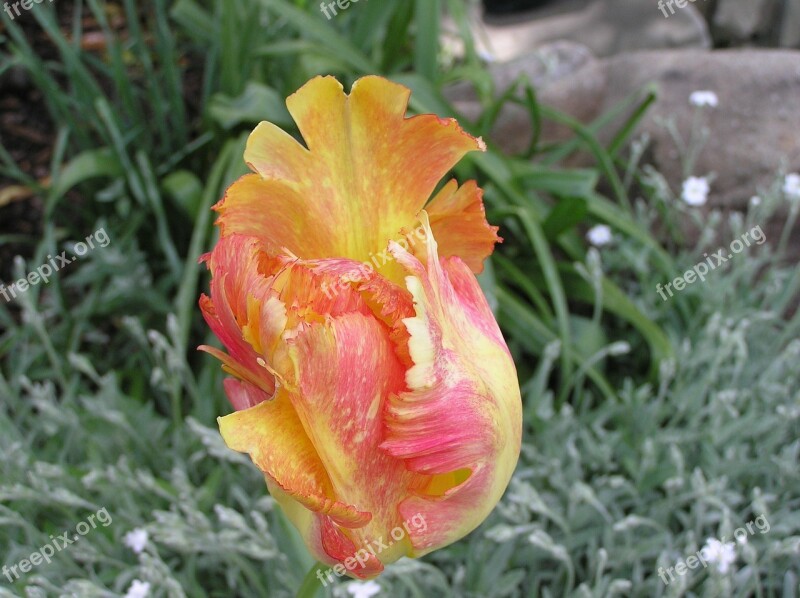 Nature Flower Tulip Free Photos