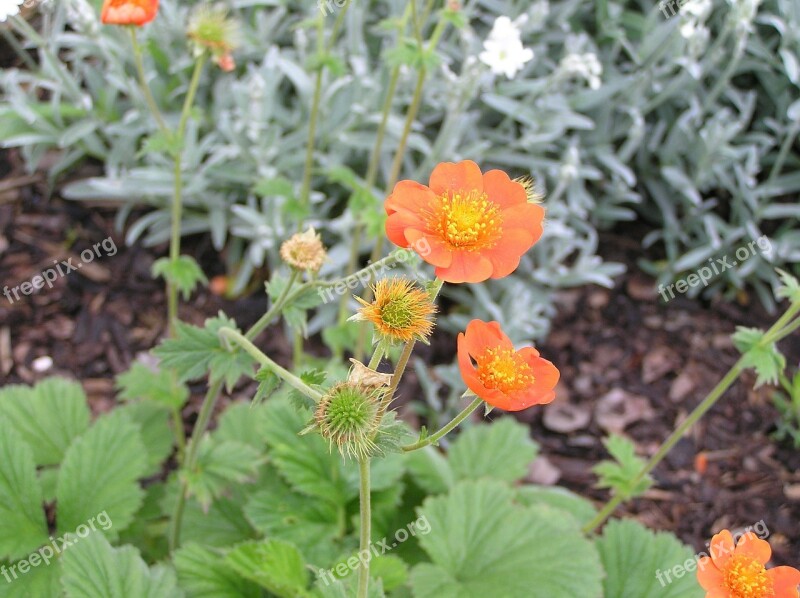 Nature Garden Plant Orange Rock Plant Free Photos