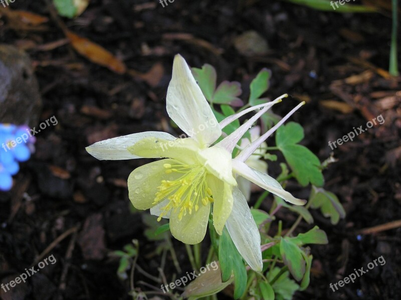 Nature Garden Plant Summer Flower White Free Photos