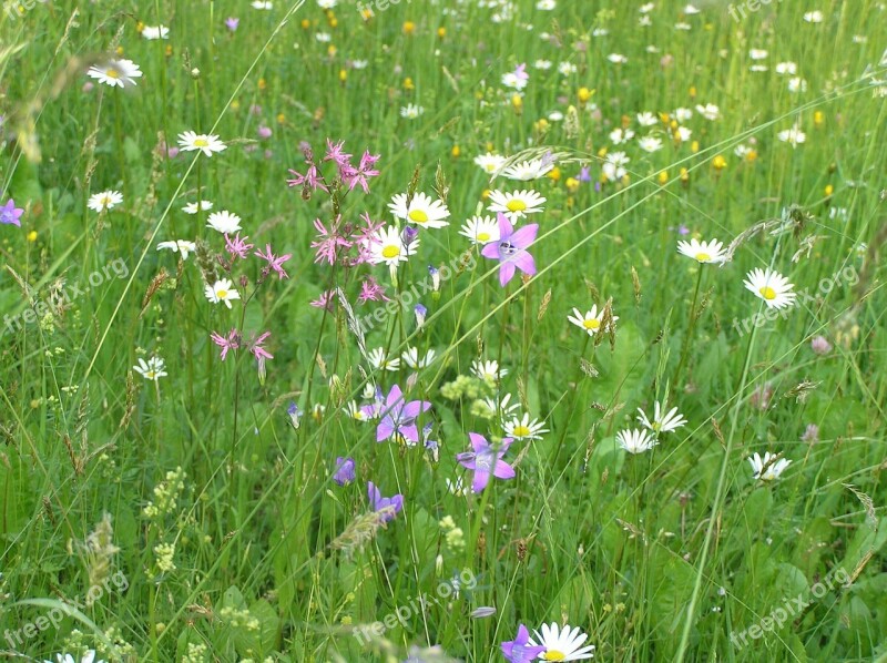 Nature Meadow Plants Bell Daisy Spring