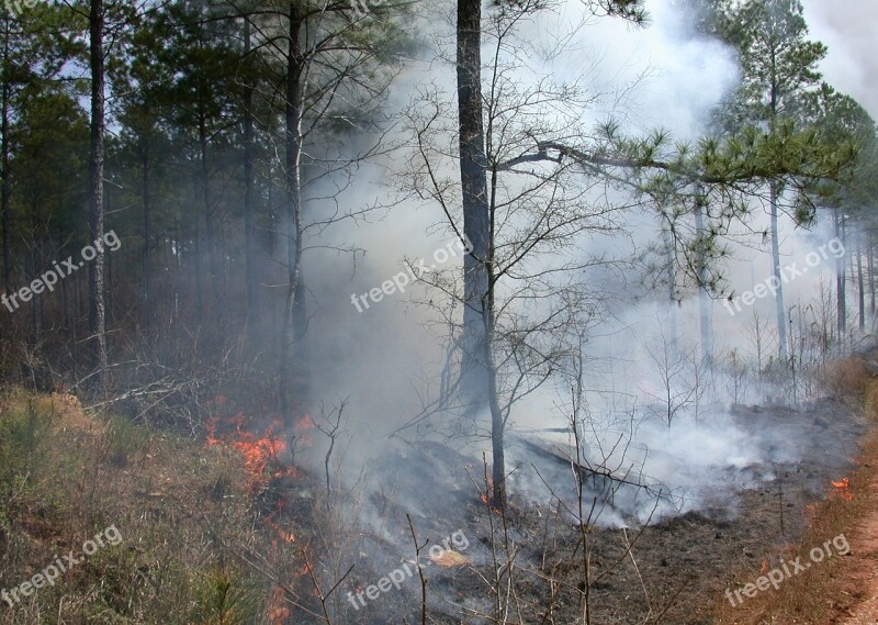 Control Burning Prescription Tree Trees Timber