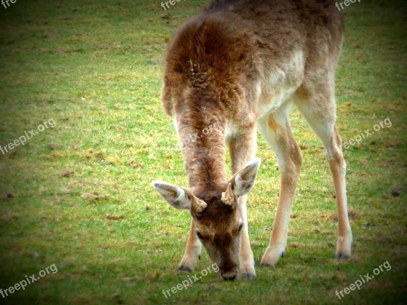 Spring Roe Deer Nature Wild Free Photos