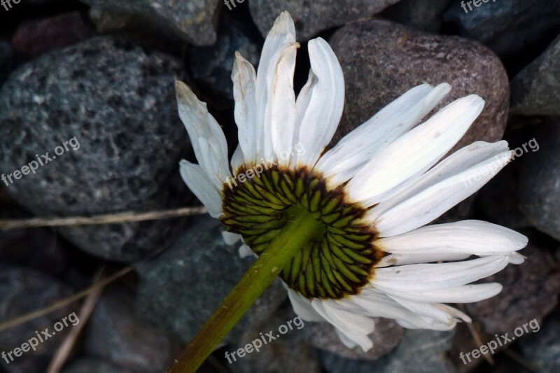 Daisy Flower Plant Nature Wild Flower