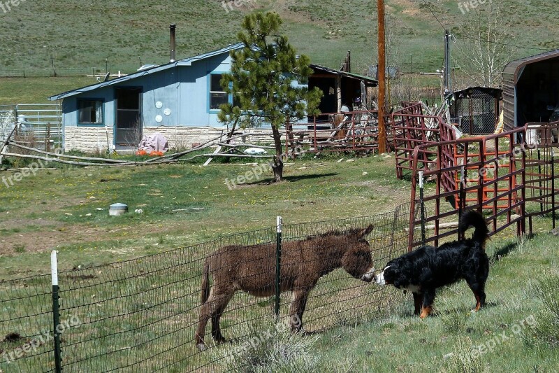 Donkey Bernese Mountain Dog Canine Landscape Nature