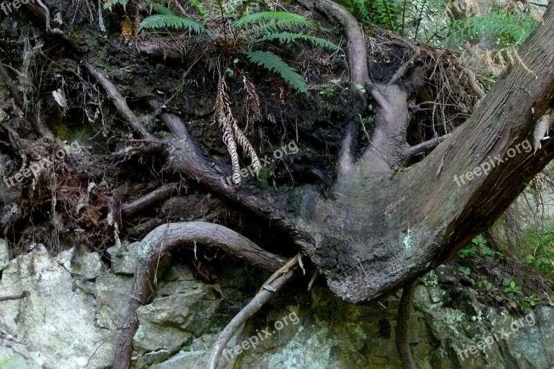 Nature Tree Root Rock Wood Plants