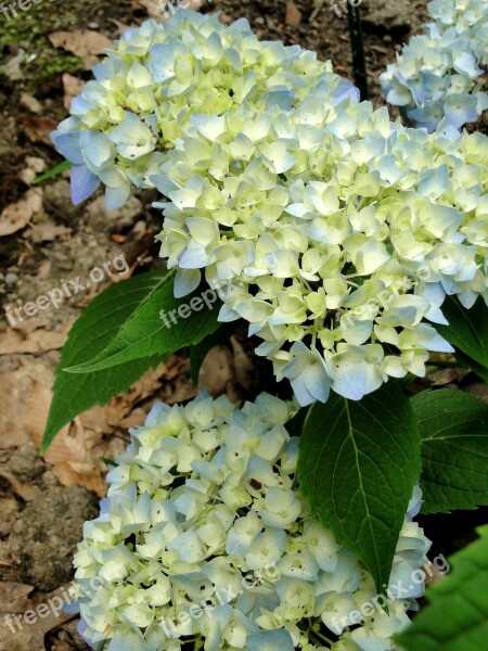 Hydrangeas Flowers Buds Blooming Endless Summer