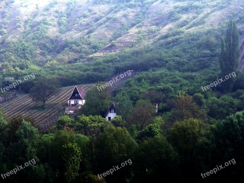 Thuringia Germany Vineyard Winegrowing Free Photos