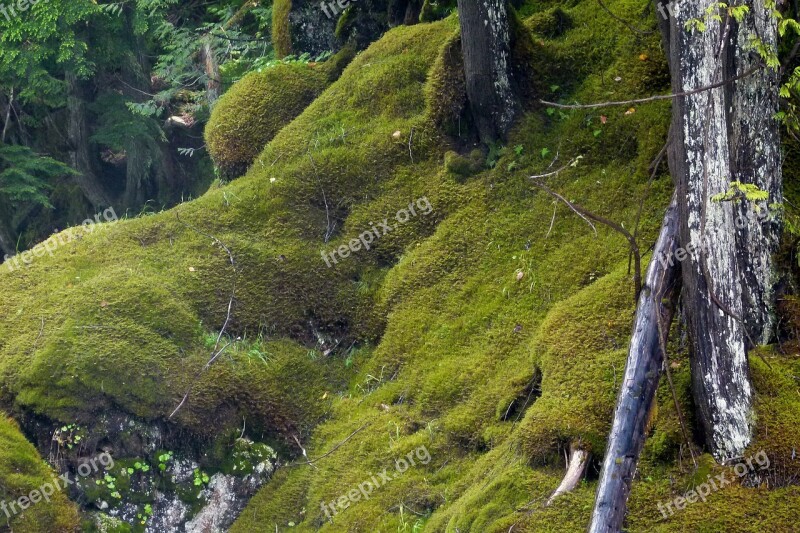 Moss Water Creek Forest Nature