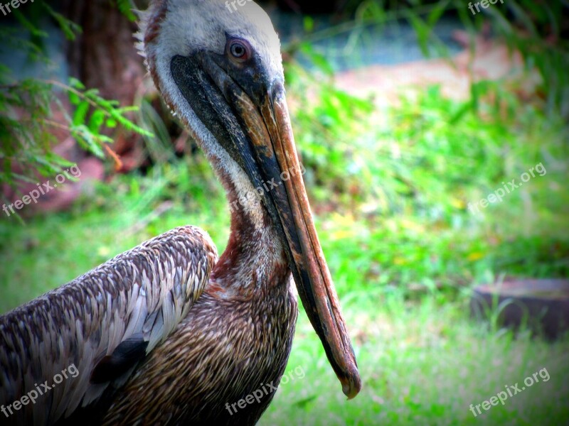 Pelican Birds Animal Feathers Nature