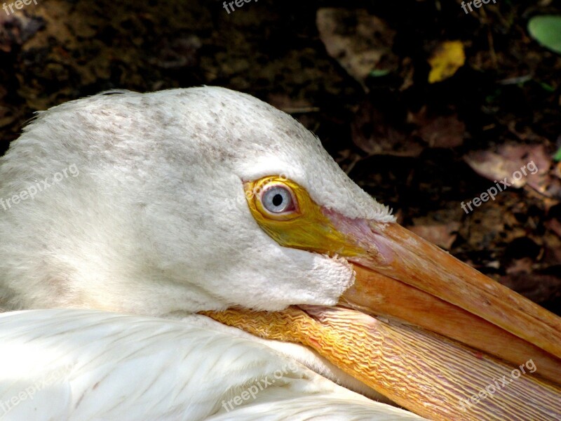 Pelican Bird Animal Nature White